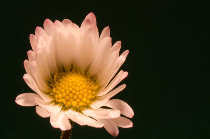 Blumen Maria Schlömicher Energetikerin in Niederösterreich