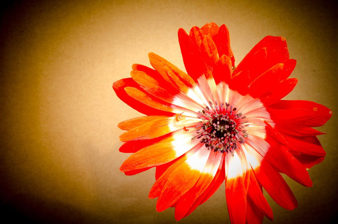 Blumen Maria Schlömicher Energetikerin in Niederösterreich