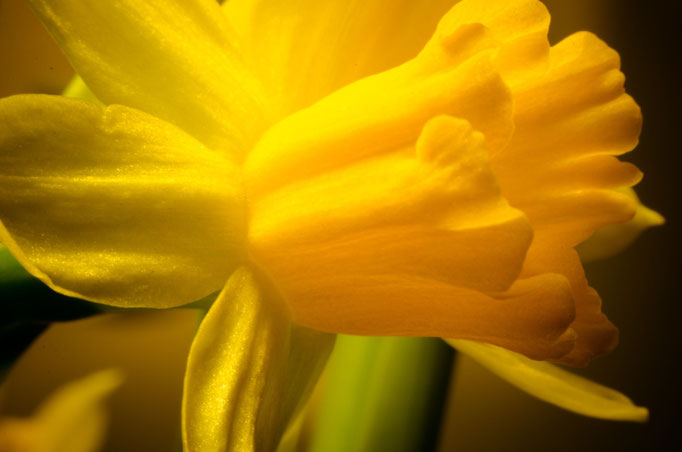 Blumen Maria Schlömicher Energetikerin in Niederösterreich