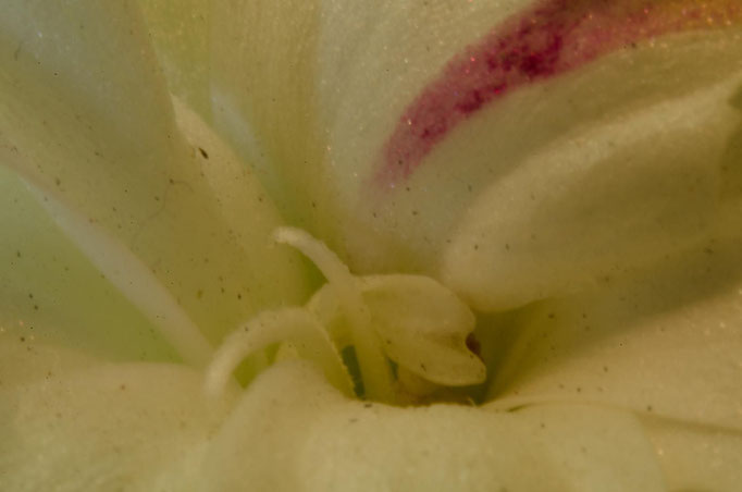 Blumen Maria Schlömicher Energetikerin in Niederösterreich