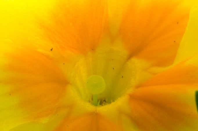 Blumen Maria Schlömicher Energetikerin in Niederösterreich