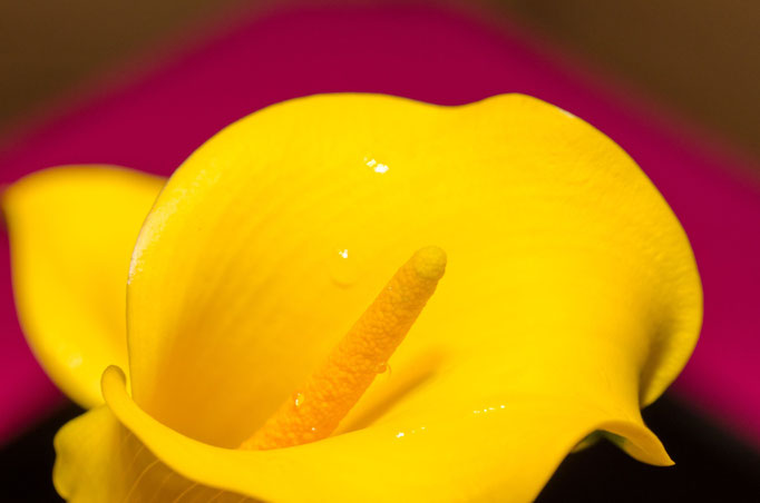 Blumen Maria Schlömicher Energetikerin in Niederösterreich