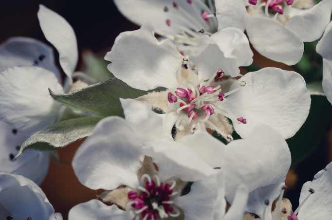 Blumen Maria Schlömicher Energetikerin in Niederösterreich