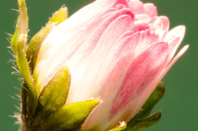 Blumen Maria Schlömicher Energetikerin in Niederösterreich