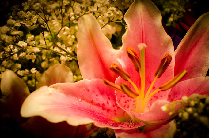 Blumen Maria Schlömicher Energetikerin in Niederösterreich