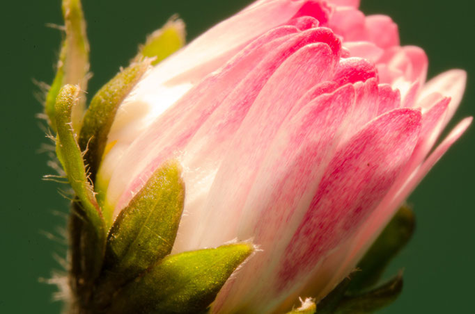 Blumen Maria Schlömicher Energetikerin in Niederösterreich