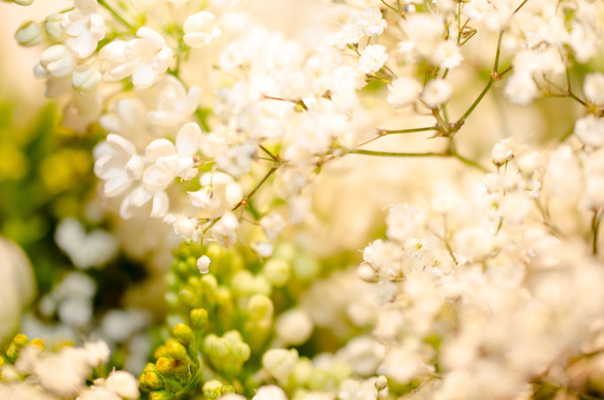 Blumen Maria Schlömicher Energetikerin in Niederösterreich