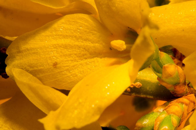 Blumen Maria Schlömicher Energetikerin in Niederösterreich