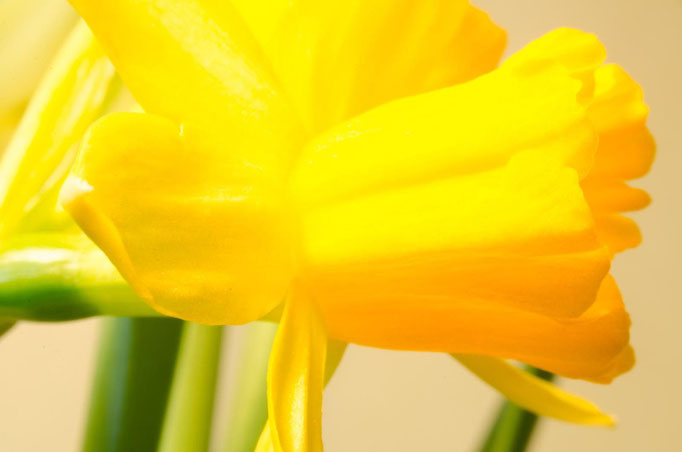 Blumen Maria Schlömicher Energetikerin in Niederösterreich