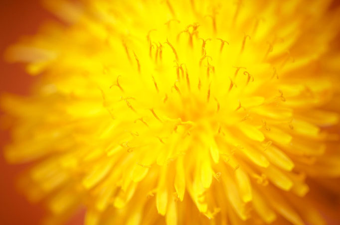 Blumen Maria Schlömicher Energetikerin in Niederösterreich