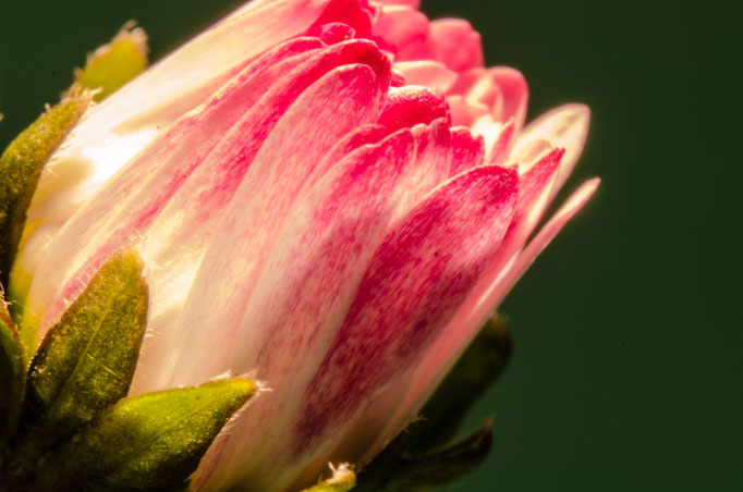 Blumen Maria Schlömicher Energetikerin in Niederösterreich