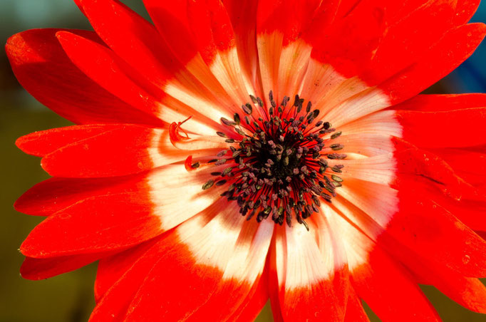 Blumen Maria Schlömicher Energetikerin in Niederösterreich