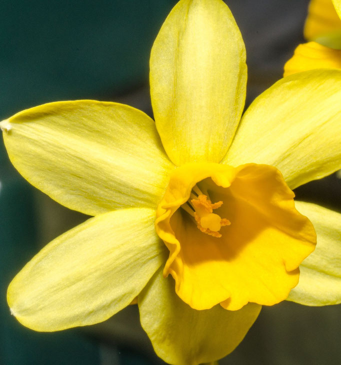 Blumen Maria Schlömicher Energetikerin in Niederösterreich