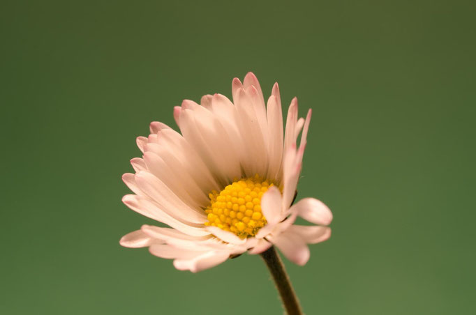 Blumen Maria Schlömicher Energetikerin in Niederösterreich