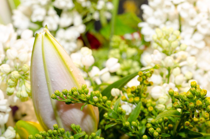 Blumen Maria Schlömicher Energetikerin in Niederösterreich