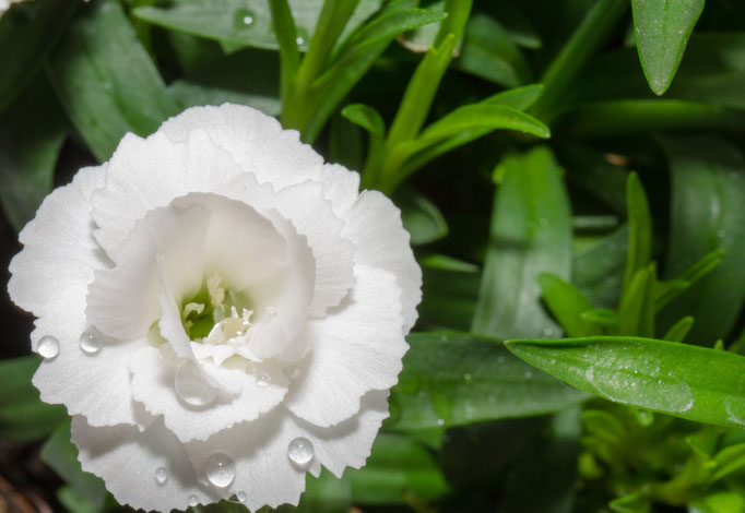 Blumen Maria Schlömicher Energetikerin in Niederösterreich