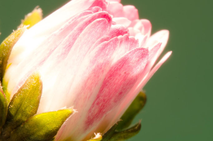 Blumen Maria Schlömicher Energetikerin in Niederösterreich