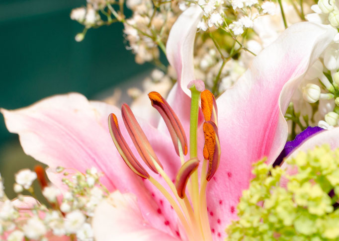 Blumen Maria Schlömicher Energetikerin in Niederösterreich