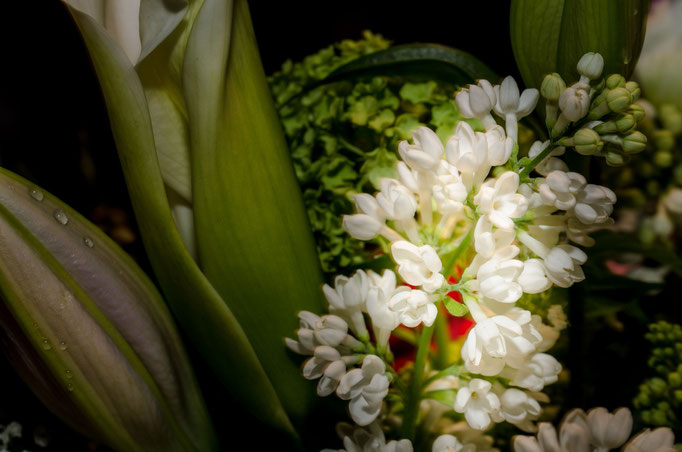 Blumen Maria Schlömicher Energetikerin in Niederösterreich