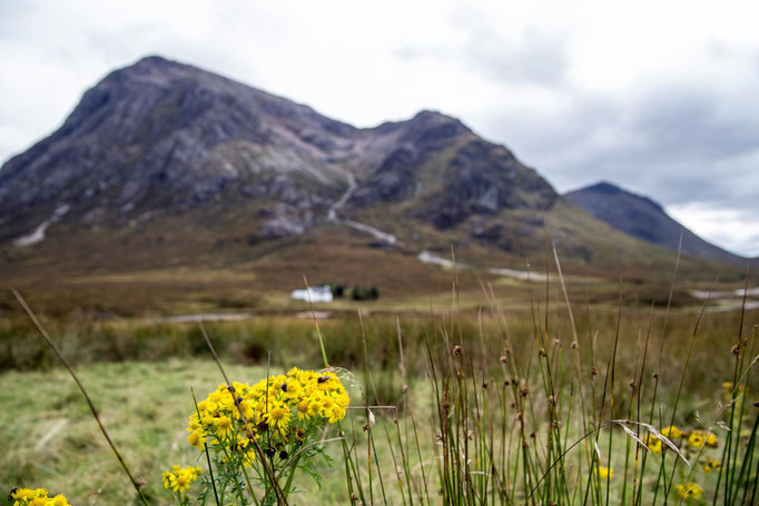 Peter: Flowers in the foreground