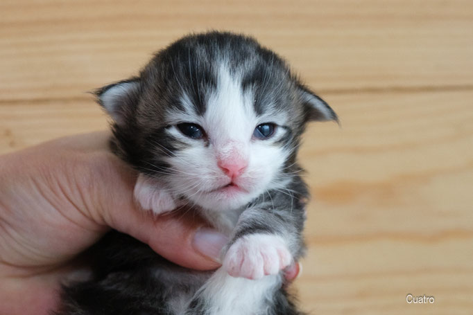 TOULOUSE, male , NFO n 09 22