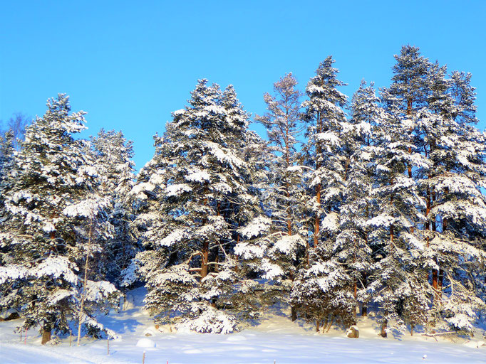 Tiefverschneite Wälder am Haus