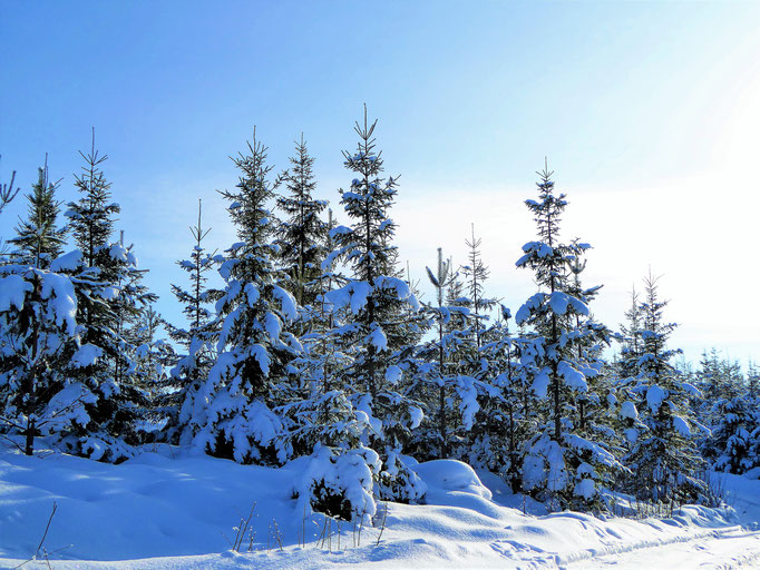 Discover your Winter Wonderland in the polar forest around the house and Sysmä