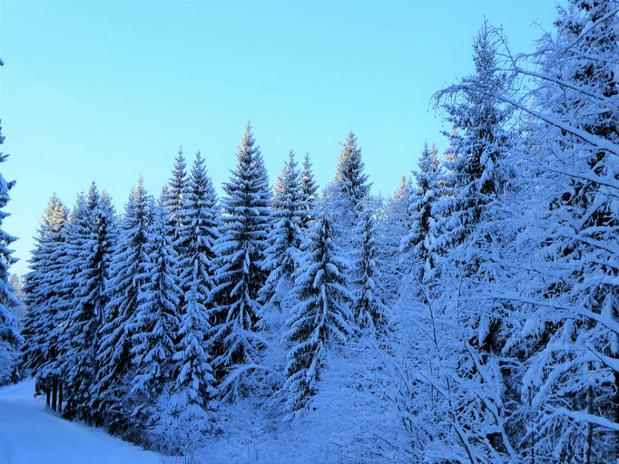 Tiefverschneite Wälder an Ihrem Refugium