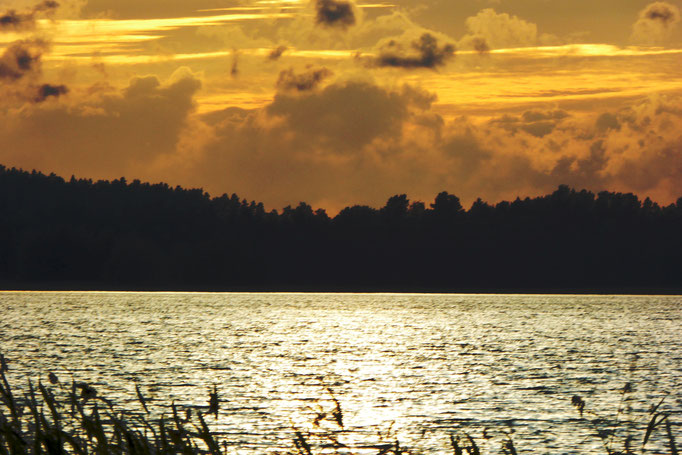 Schöne Abendpanorama in den Schilfzonen am See.