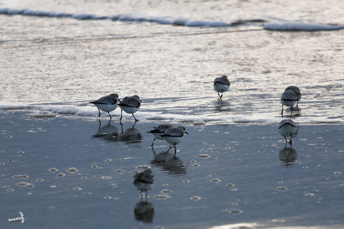 Bécasseau Sanderling - Ile d'Oléron - Béanico-Photo