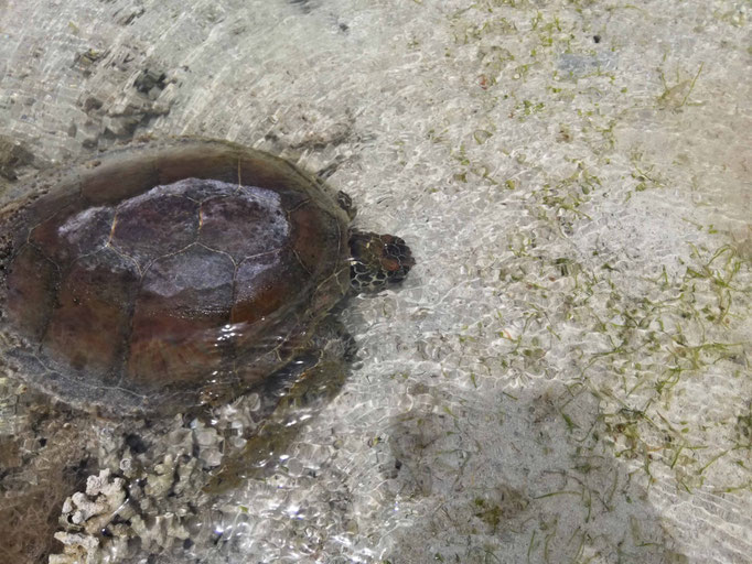 久米島のウミガメ