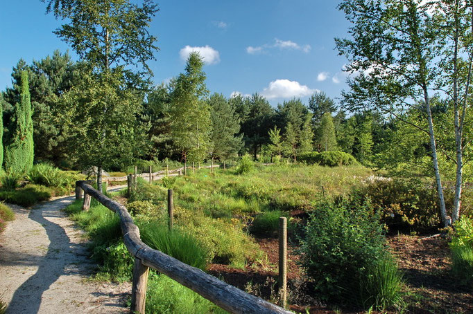 Botanischer Garten Rombergpark, Dortmund - Heidelandschaft