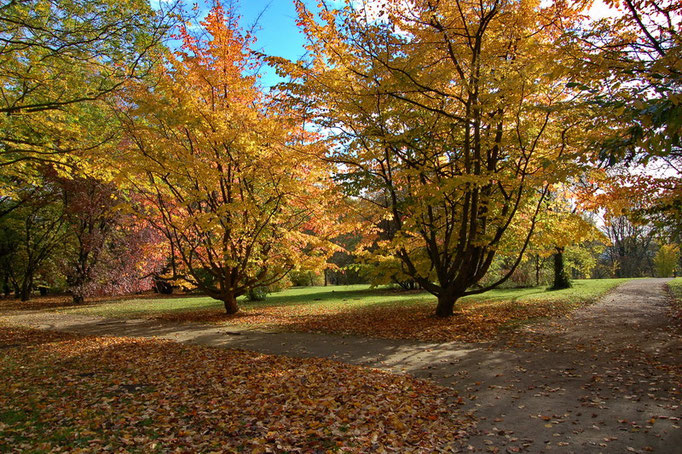 Botanischer Garten Rombergpark, Dortmund 