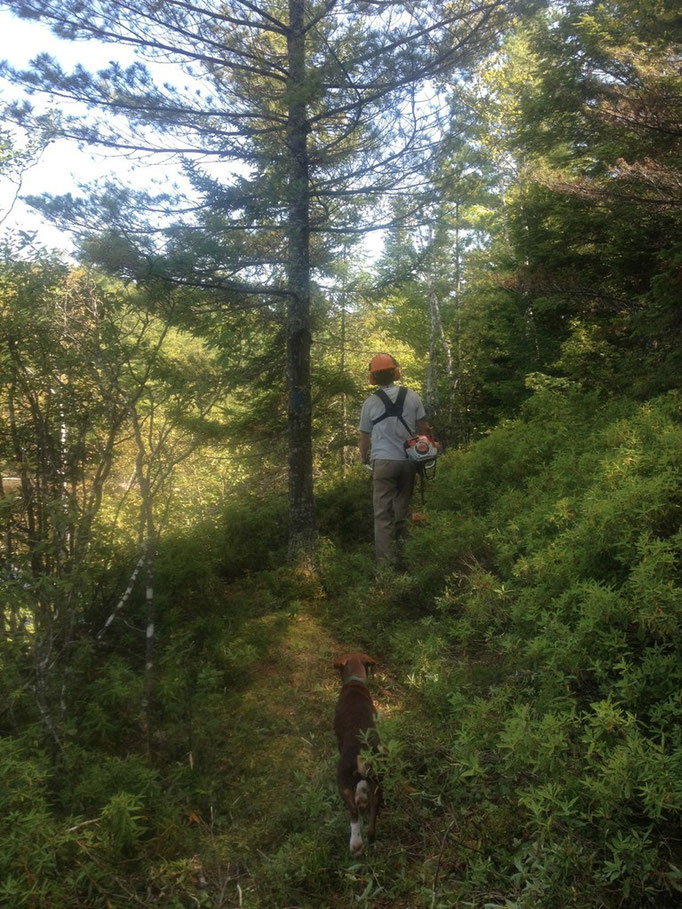 Tyler clears dense undergrowth with the brush saw 