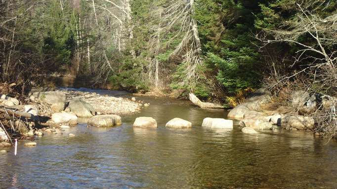 The finished stepping stones