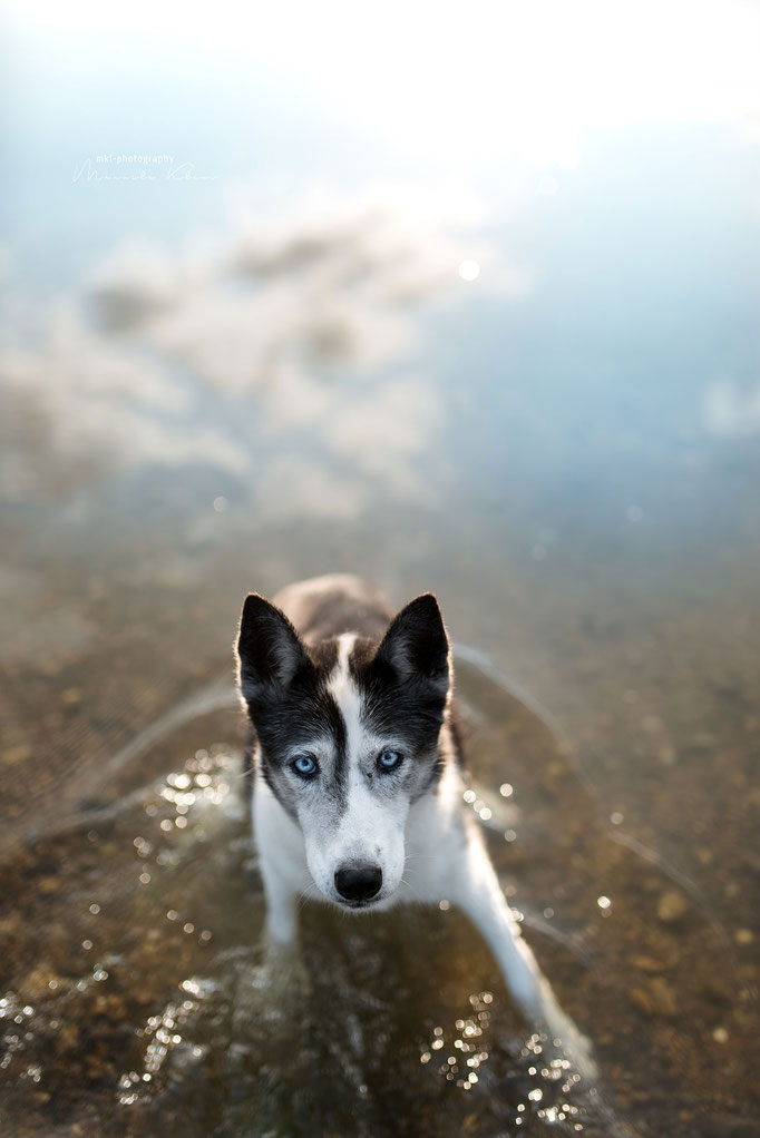 Hundeportrait im Wasser