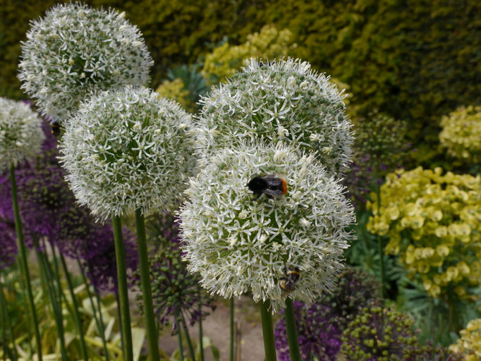 Gartenreise nach England Great Dixter Garden