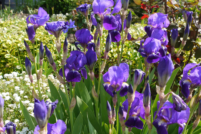 Gartenreise nach England Great Dixter Garden