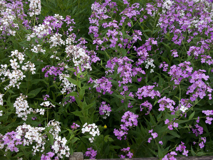 Gartenreise nach England Great Dixter Garden