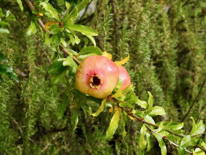 Garten Schloss Trautmannsdorf Meran