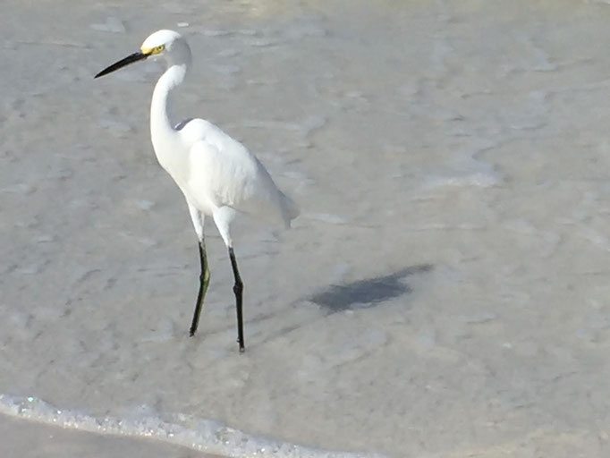 Bild: Ibis am Strand