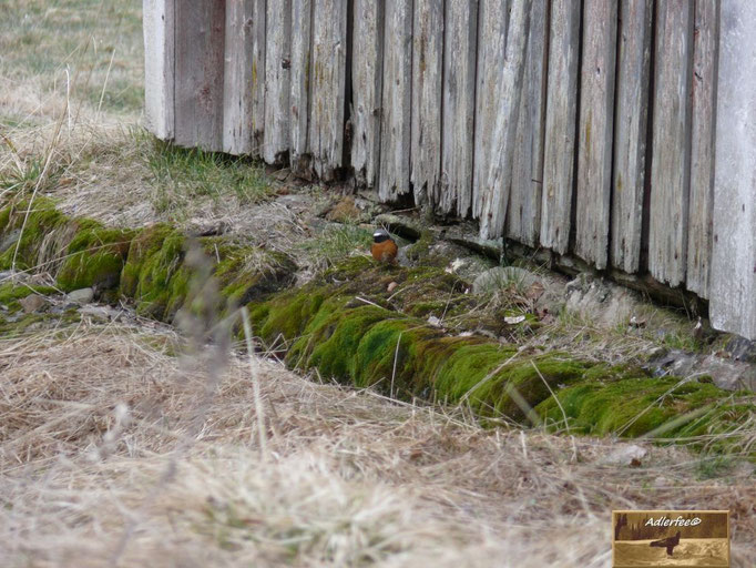 Vögel Natur Mensch