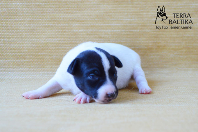 #тойфокстерьер #амертой #террабалтика #toyfoxterrier #terrabaltika #puppies #kennel