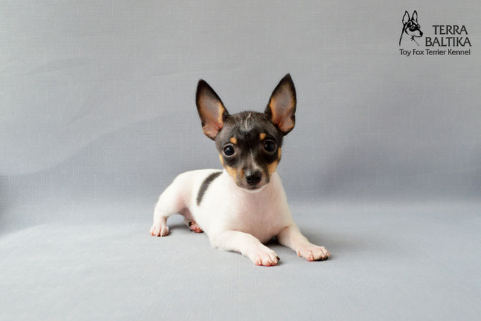#тойфокстерьер #амертой #террабалтика #toyfoxterrier #terrabaltika #puppies #kennel