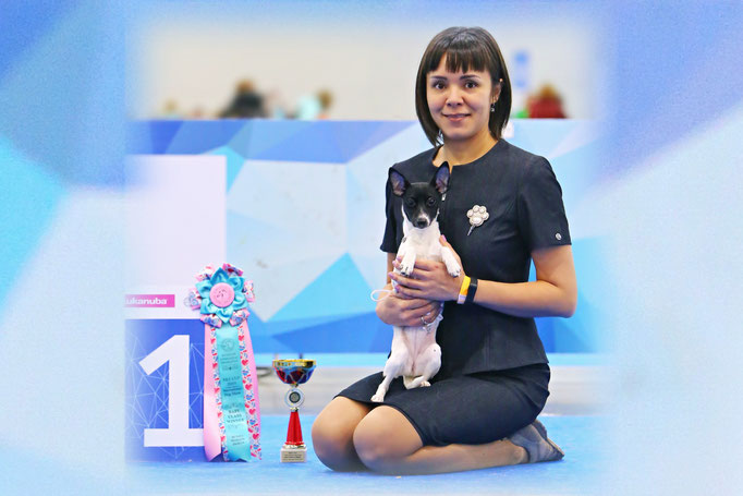 #тойфокстерьер #амертой #террабалтика #toyfoxterrier #terrabaltika #puppies #kennel
