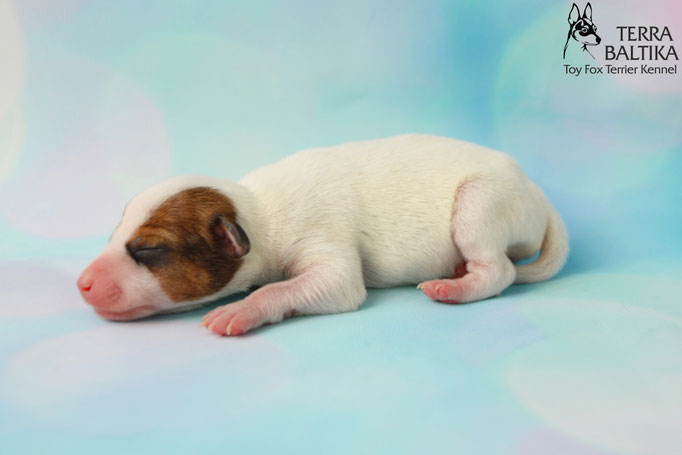 #тойфокстерьер #амертой #террабалтика #toyfoxterrier #terrabaltika #puppies #kennel