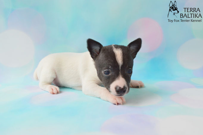 #тойфокстерьер #амертой #террабалтика #toyfoxterrier #terrabaltika #puppies #kennel