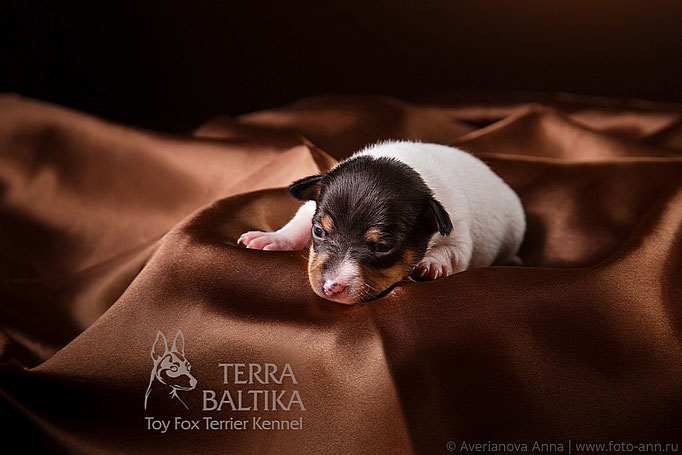 #тойфокстерьер #амертой #террабалтика #toyfoxterrier #terrabaltika #puppies #kennel