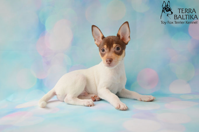 #тойфокстерьер #амертой #террабалтика #toyfoxterrier #terrabaltika #puppies #kennel