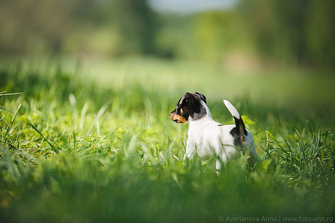 #тойфокстерьер #амертой #террабалтика #toyfoxterrier #terrabaltika #puppies #kennel